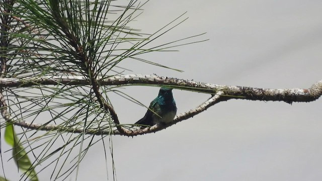 Snowy-bellied Hummingbird - ML450733531