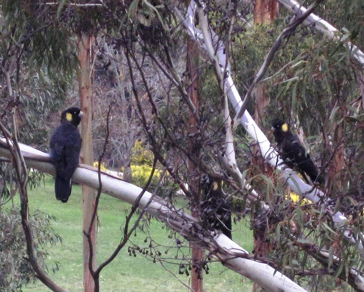 Yellow-tailed Black-Cockatoo - Anonymous