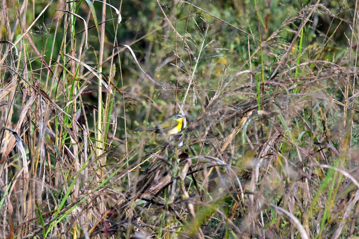 Yellow-breasted Chat - Joel Trick