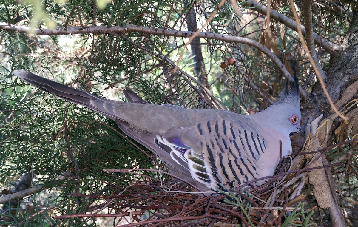 Crested Pigeon - ML450737031