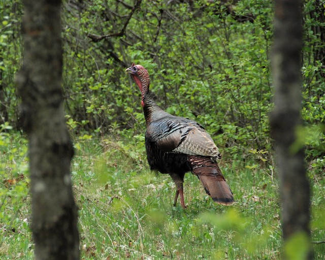 Wild Turkey - eBird