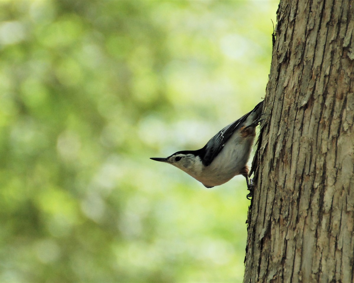 White-breasted Nuthatch (Eastern) - ML450738601
