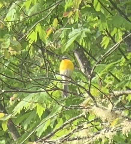 Yellow-breasted Chat - ML450740731