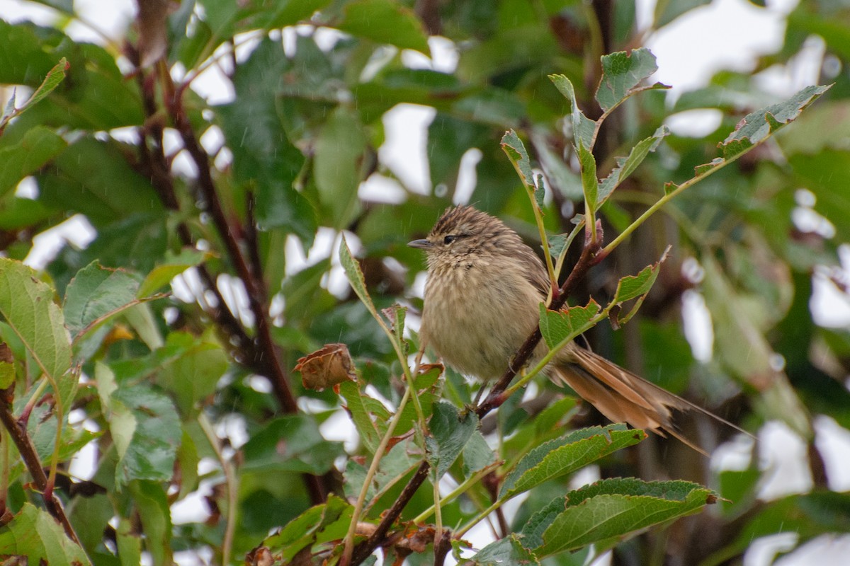 Striolated Tit-Spinetail - ML450741621