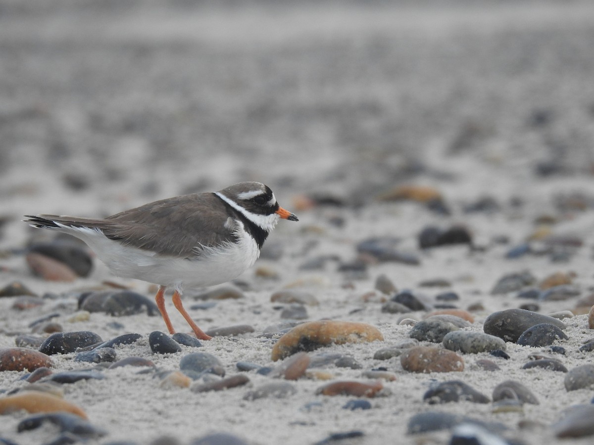 Common Ringed Plover - ML450744421