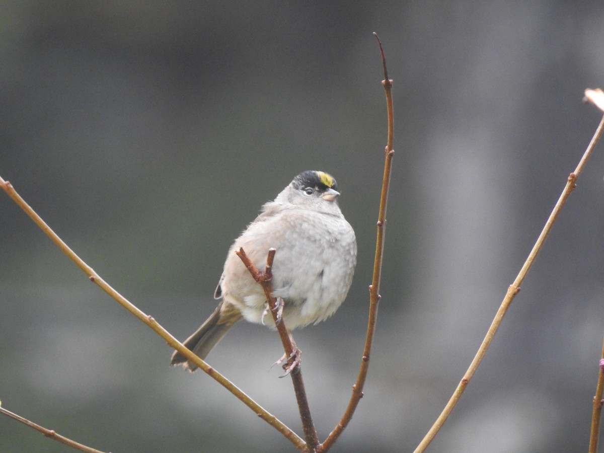 Golden-crowned Sparrow - ML450745881