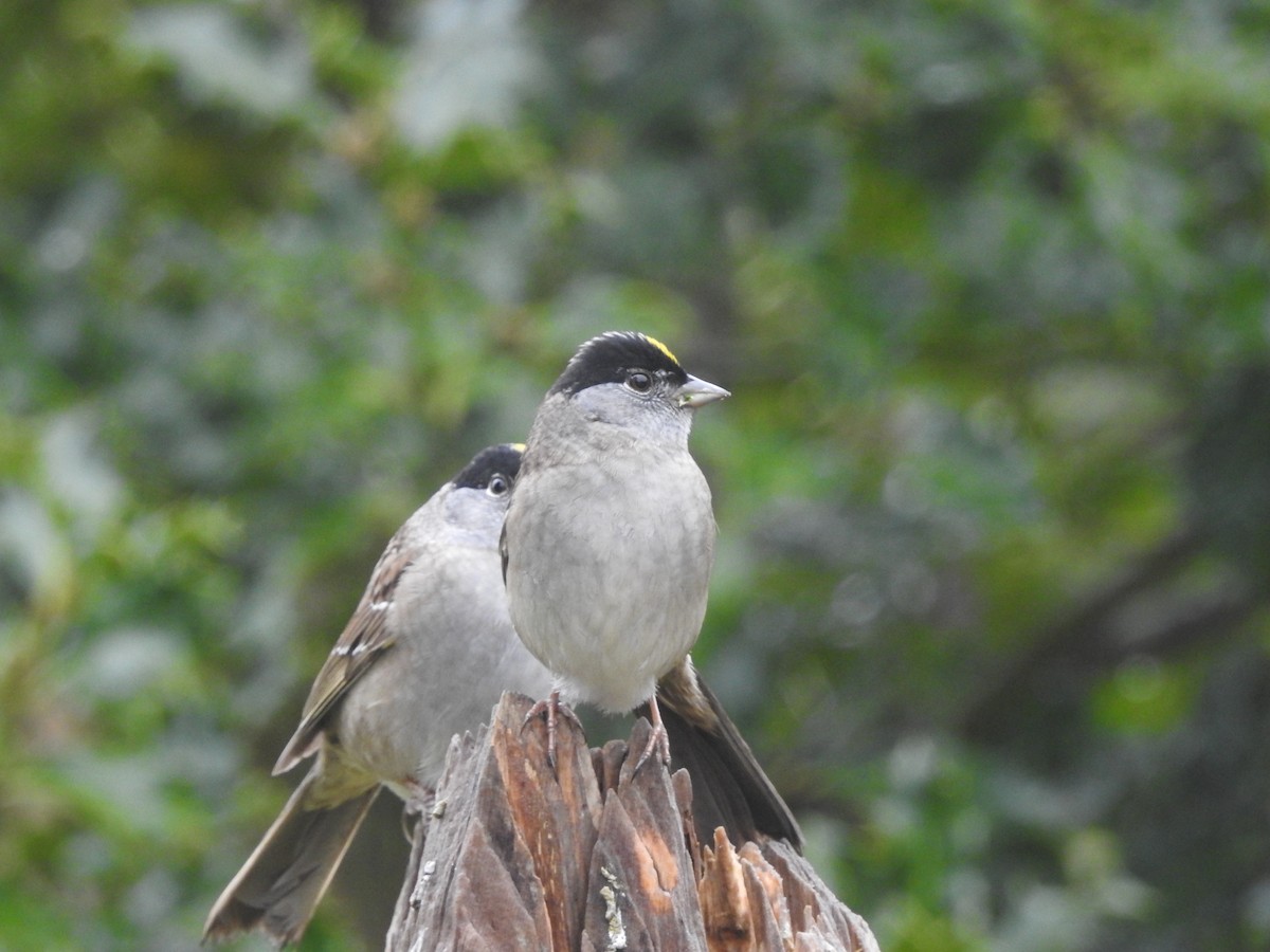 Golden-crowned Sparrow - ML450745901
