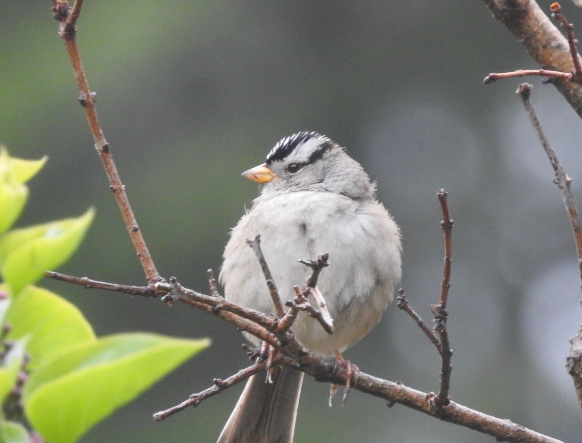 White-crowned Sparrow - ML450746321