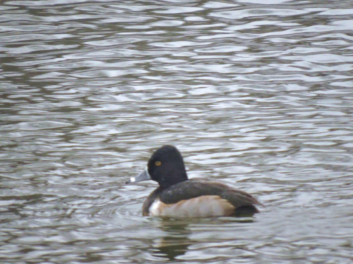 Ring-necked Duck - Eric Michael
