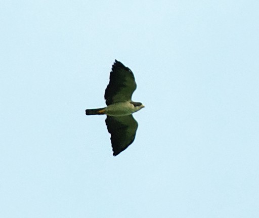Short-tailed Hawk - David Ascanio