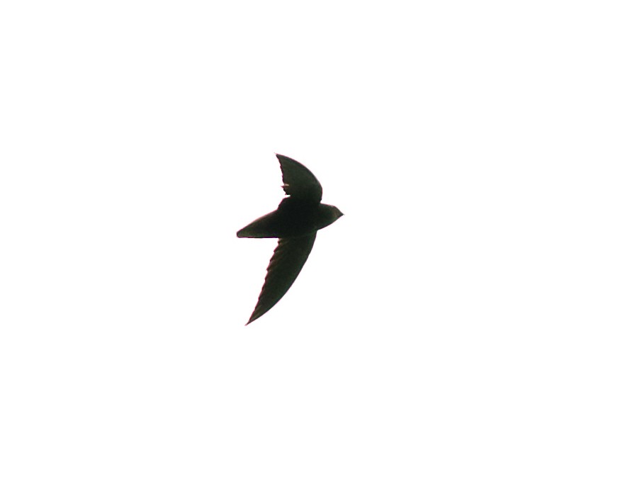Short-tailed Swift - ML450755821