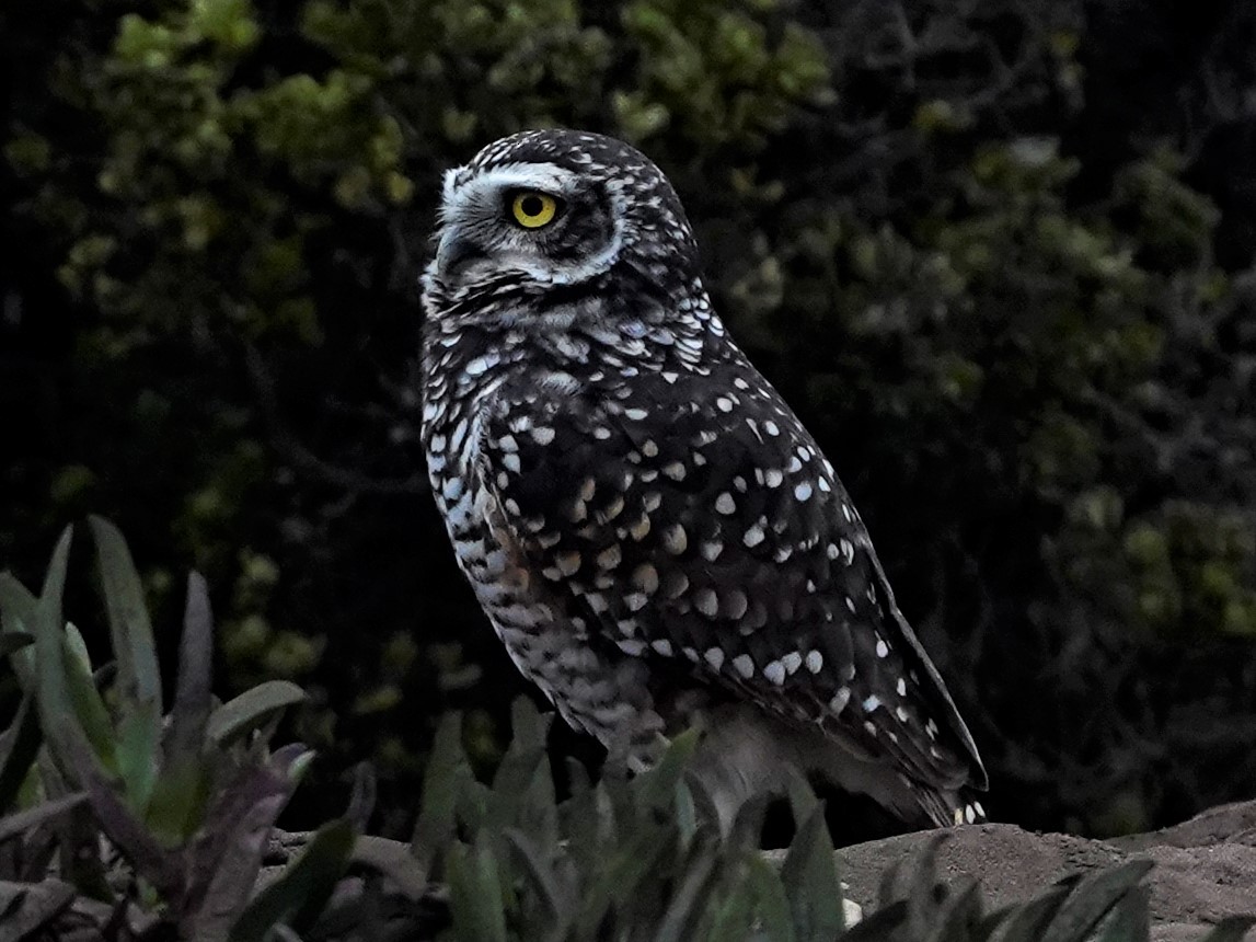 Burrowing Owl - ML450755951