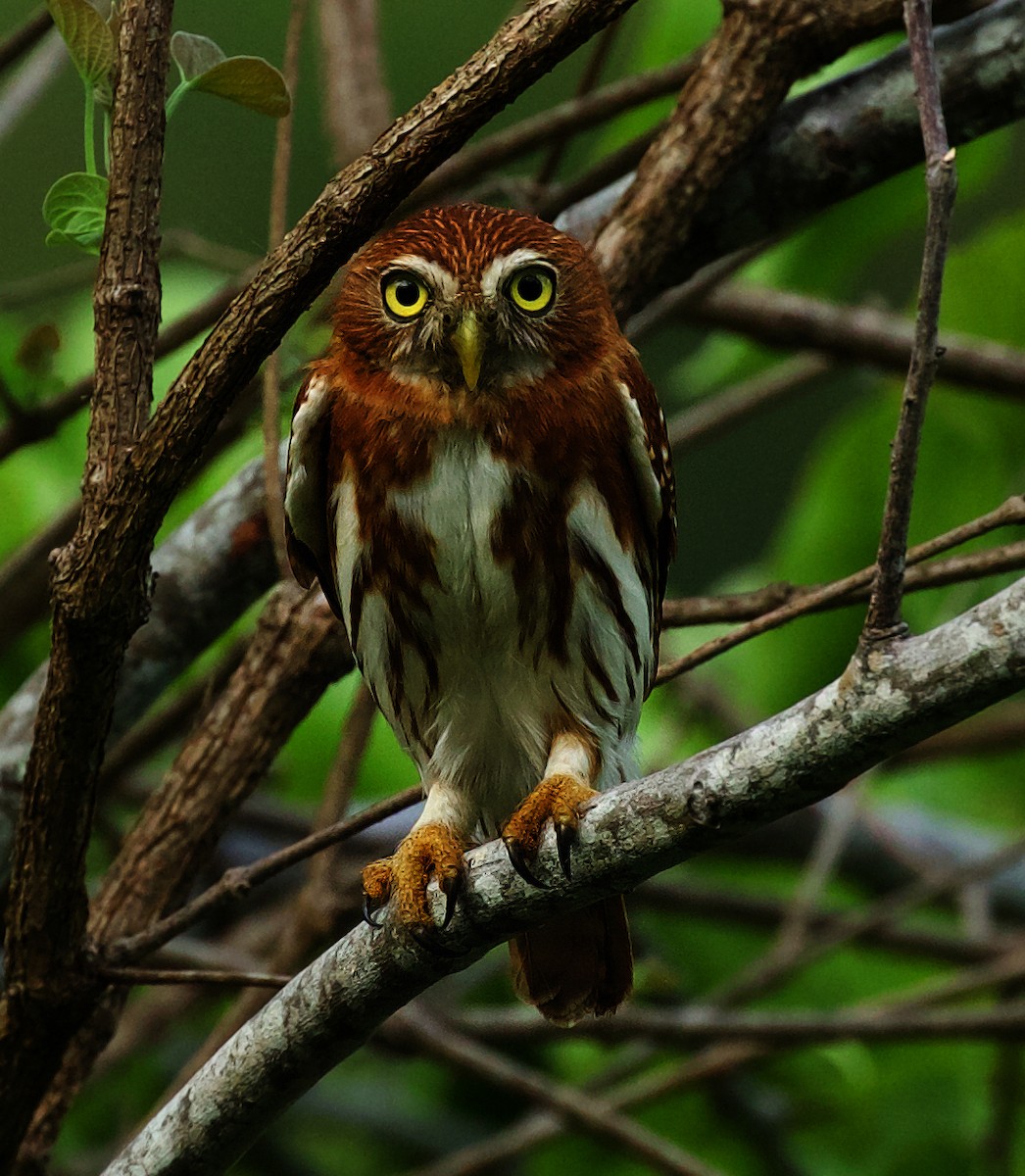 Ferruginous Pygmy-Owl - ML450756471