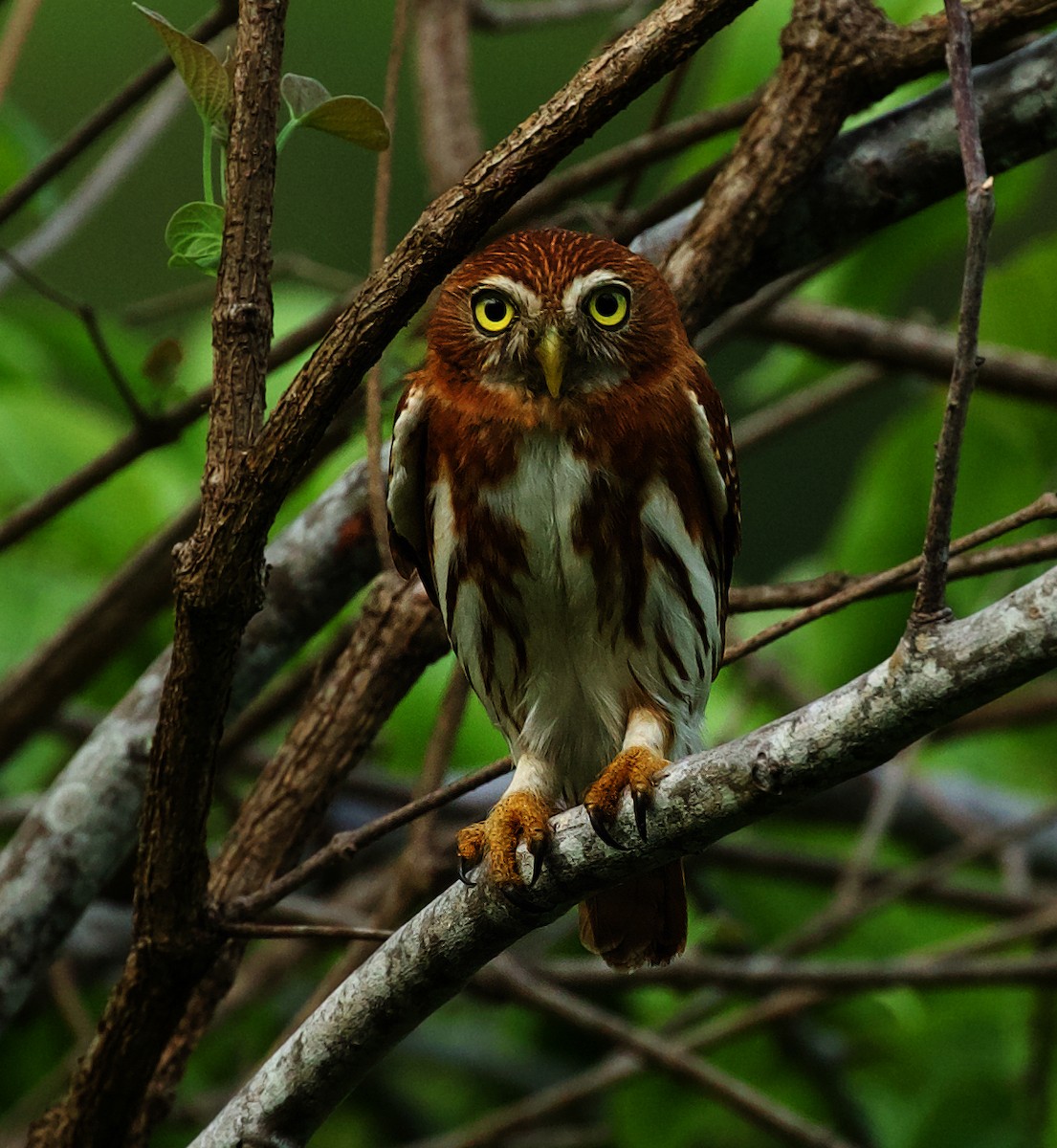 Ferruginous Pygmy-Owl - David Ascanio
