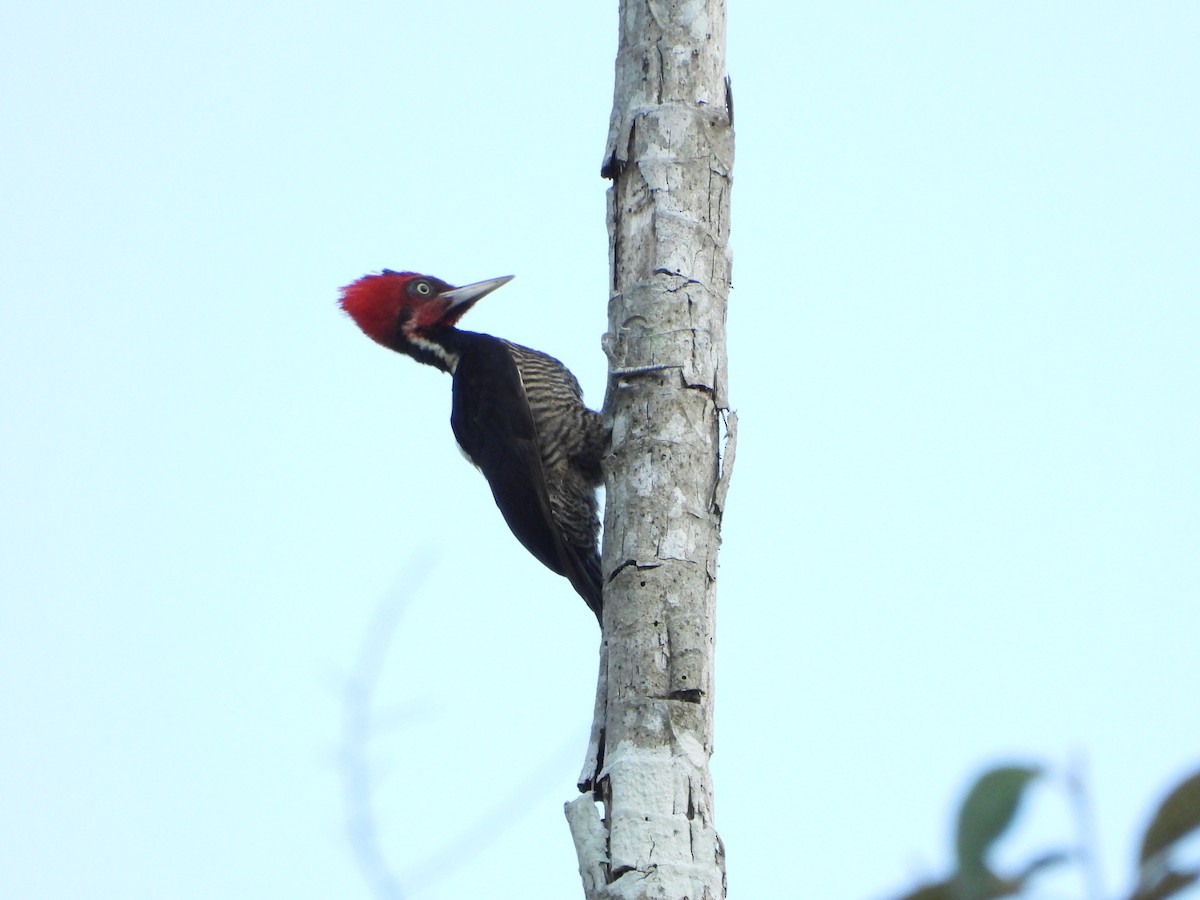 Lineated Woodpecker - Isain Contreras