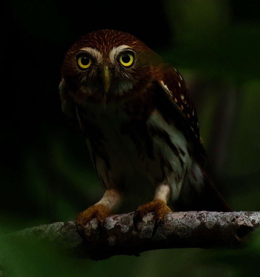 Ferruginous Pygmy-Owl - ML450758591