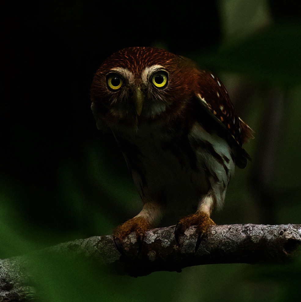 Ferruginous Pygmy-Owl - David Ascanio