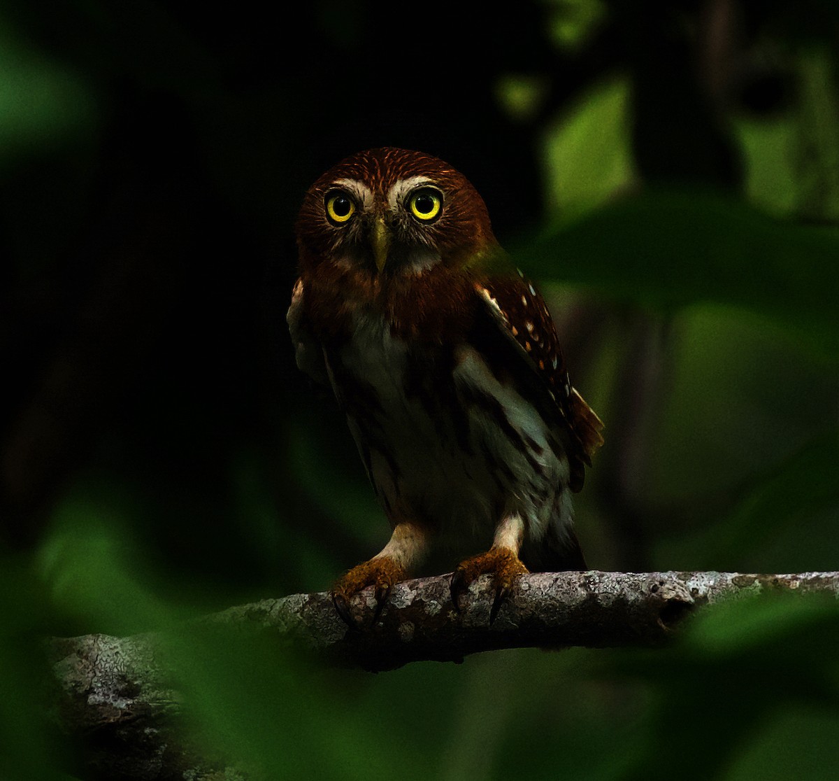 Ferruginous Pygmy-Owl - ML450758631