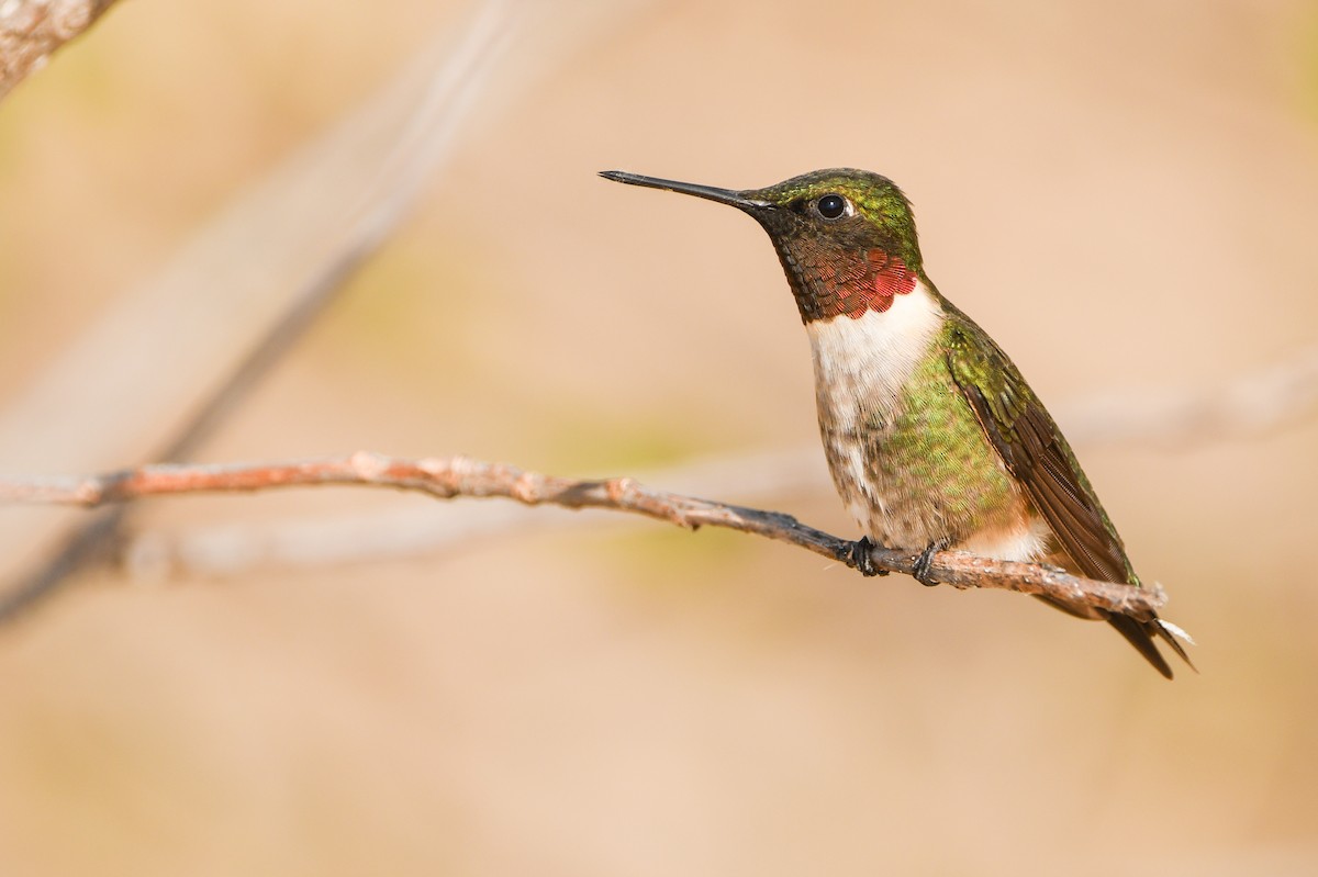 Ruby-throated Hummingbird - Manny Salas