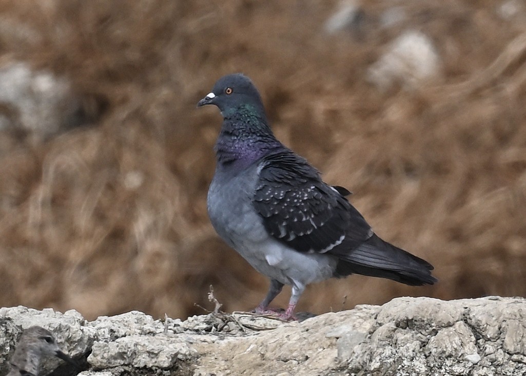 Rock Pigeon (Feral Pigeon) - ML450761161