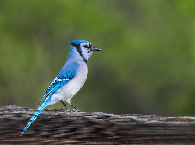 Blue Jay - Vermont eBird