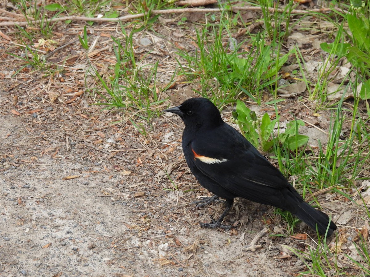 Red-winged Blackbird - ML450762261