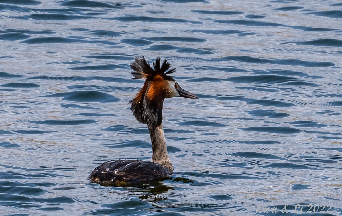 Great Crested Grebe - ML450762441