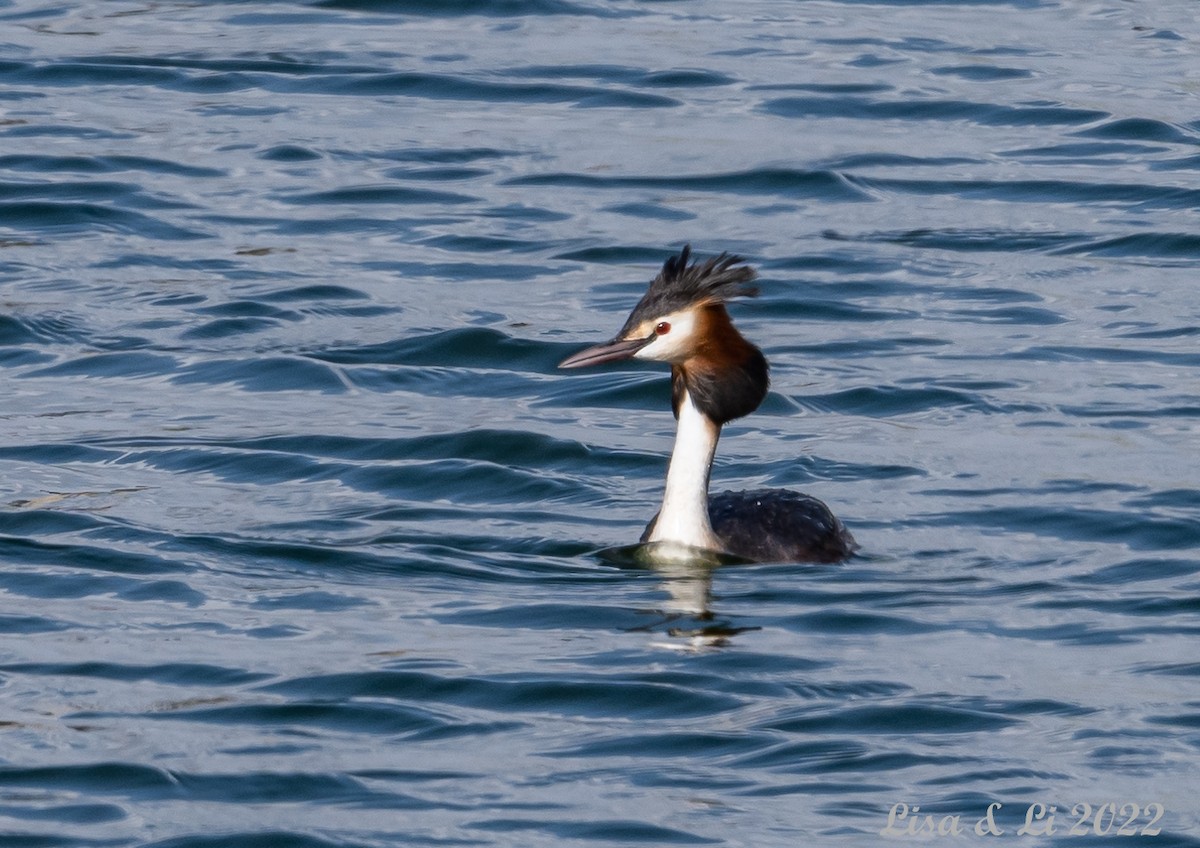 Great Crested Grebe - ML450762461