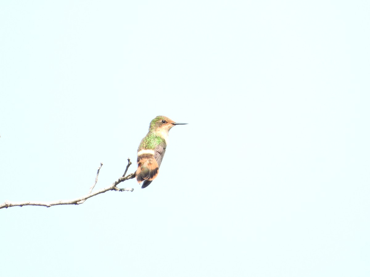 Short-crested Coquette - ML450763281