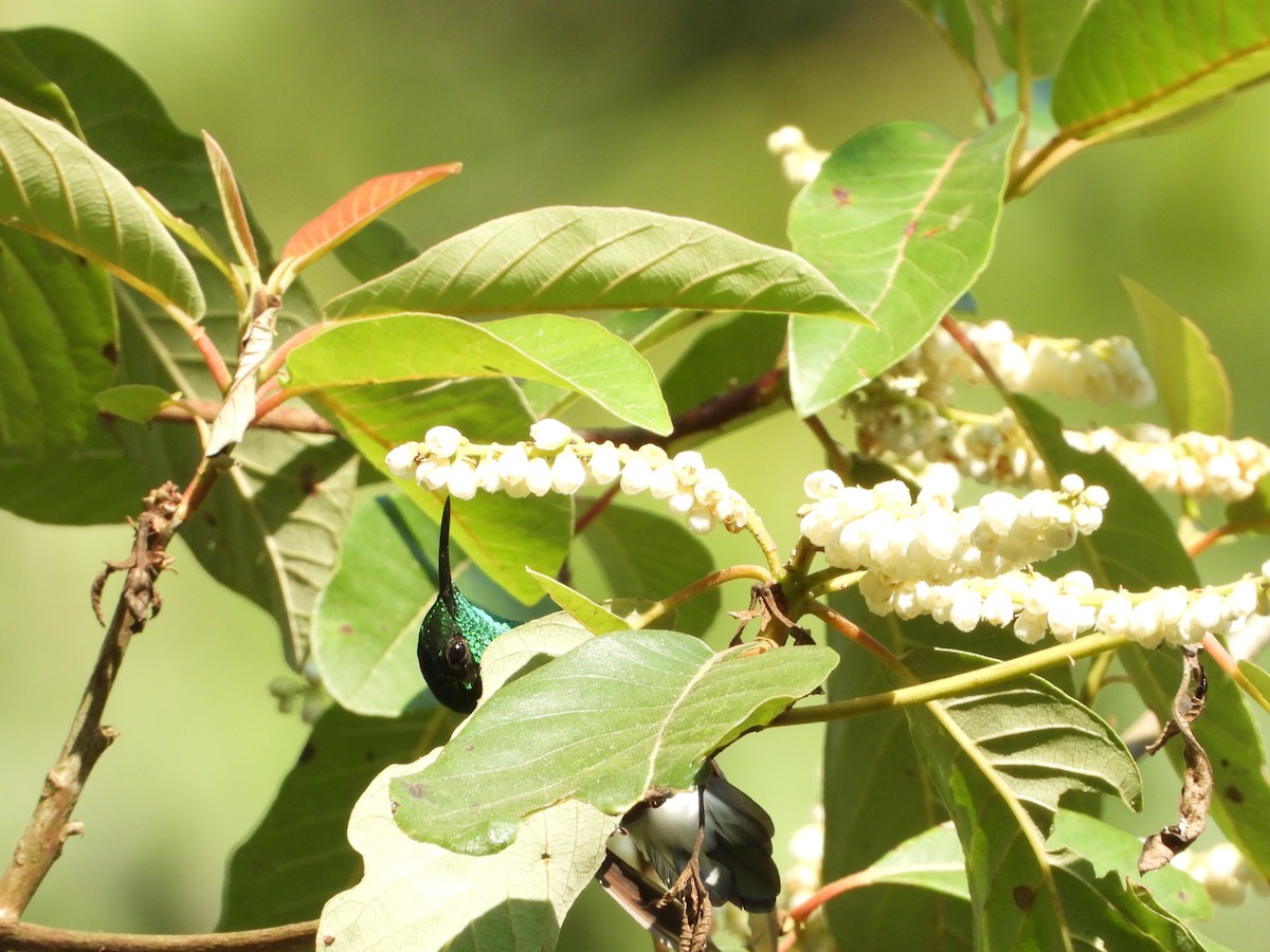 White-tailed Hummingbird - Isain Contreras