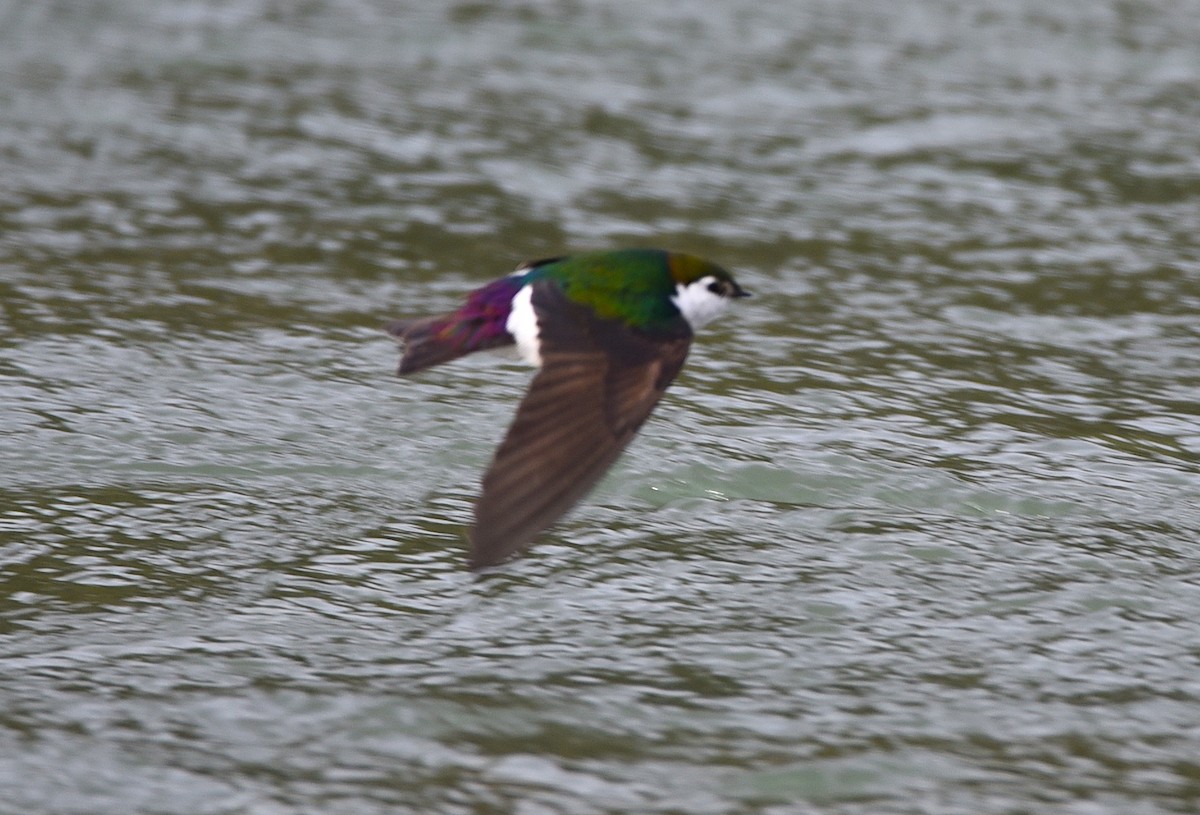 Violet-green Swallow - ML450775561