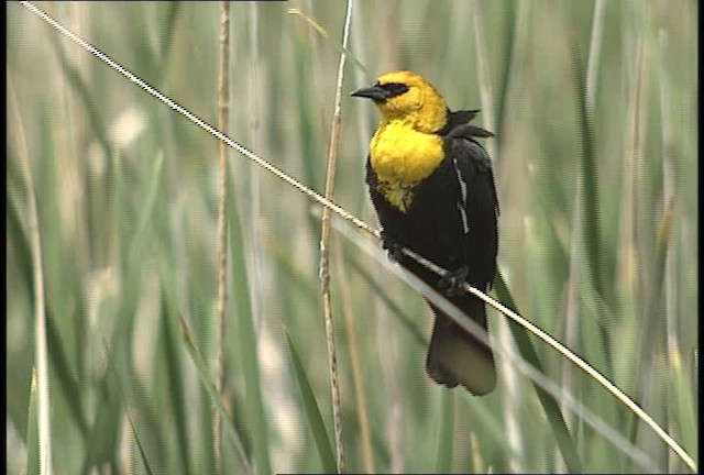 Yellow-headed Blackbird - ML450776
