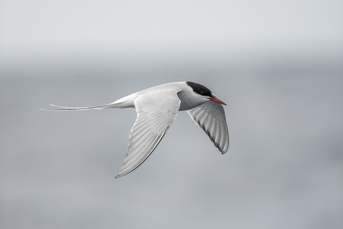 Arctic Tern - Graham Deese