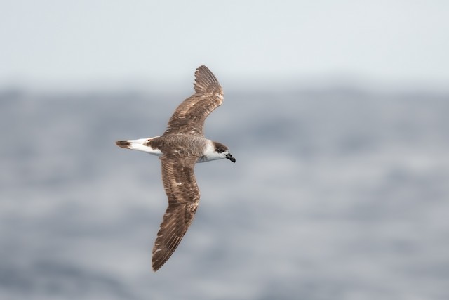 Formative Black-capped Petrel, dark form (subspecies&nbsp;<em><em class="SciName notranslate">hasitata</em>).</em> - Black-capped Petrel - 