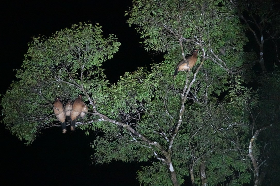 Ebird Checklist May Right Bank Rio Paraconi Species