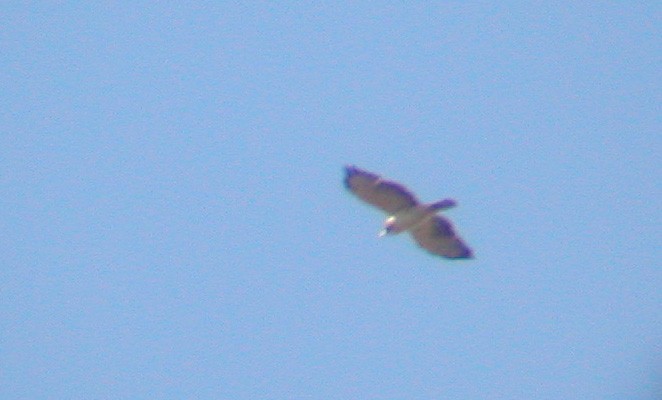 Short-tailed Hawk - ML45078361