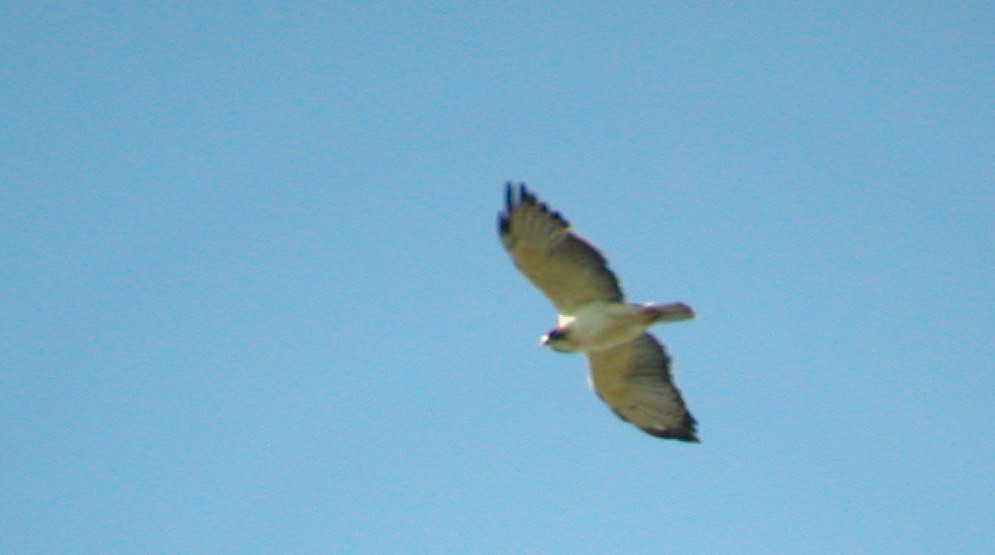 Short-tailed Hawk - ML45078381