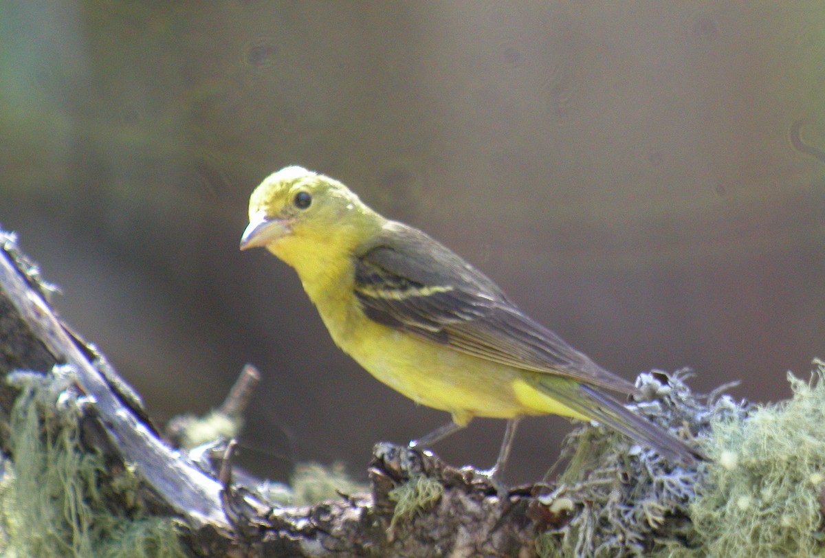 Western Tanager - ML45078641