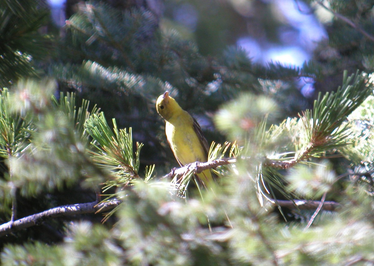 Western Tanager - ML45078651
