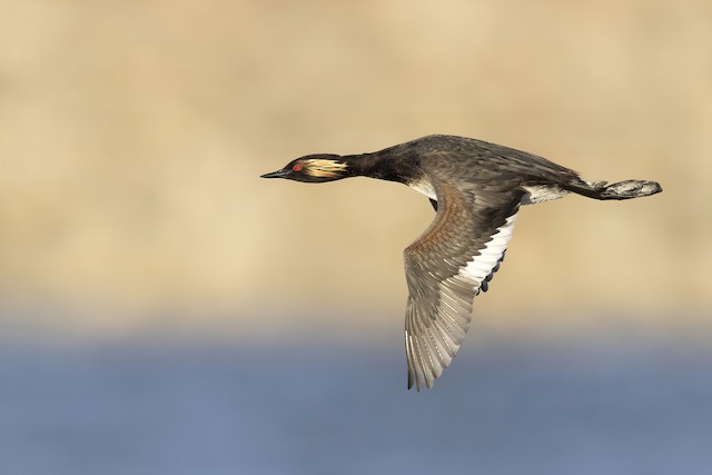 eared grebe winter