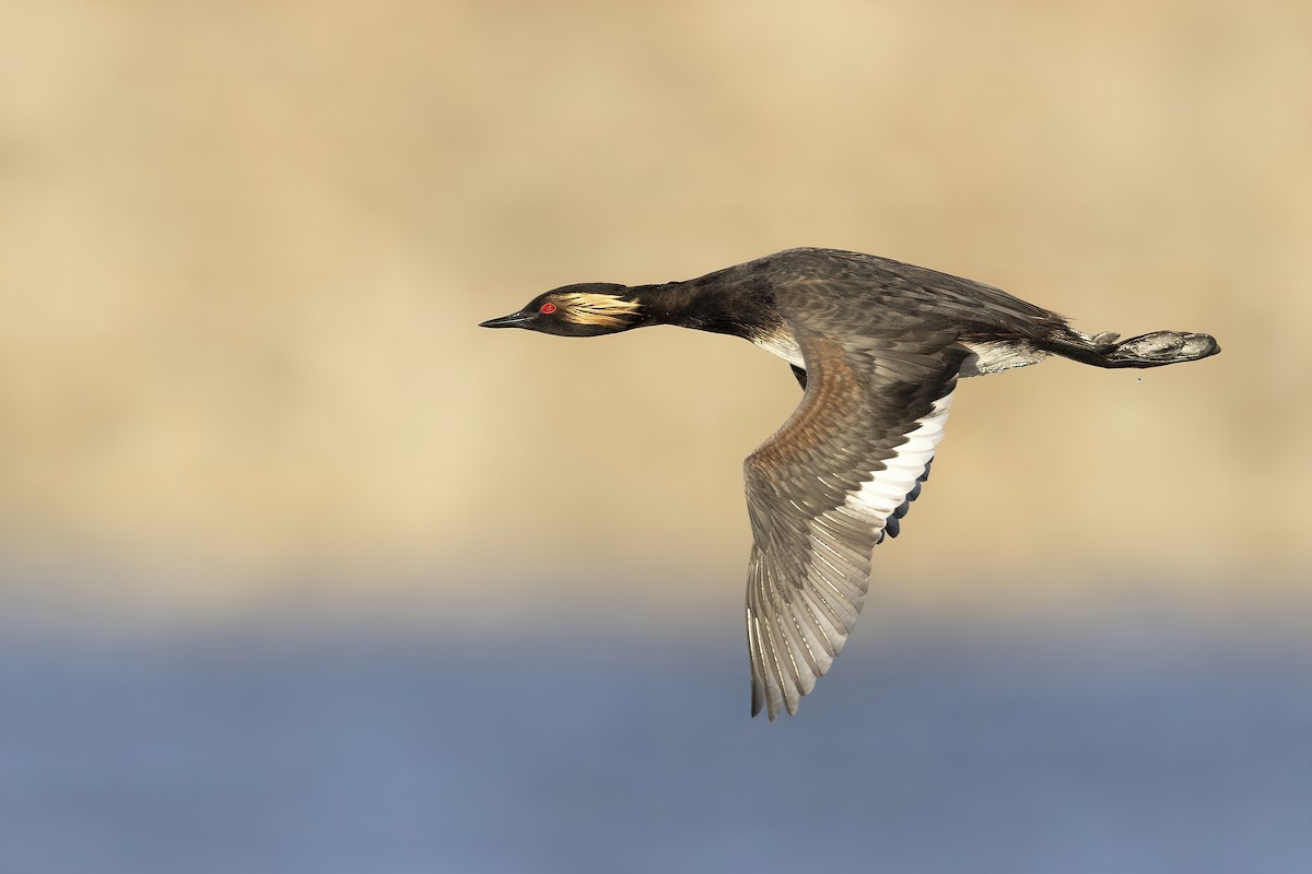 Eared Grebe - Matt Misewicz