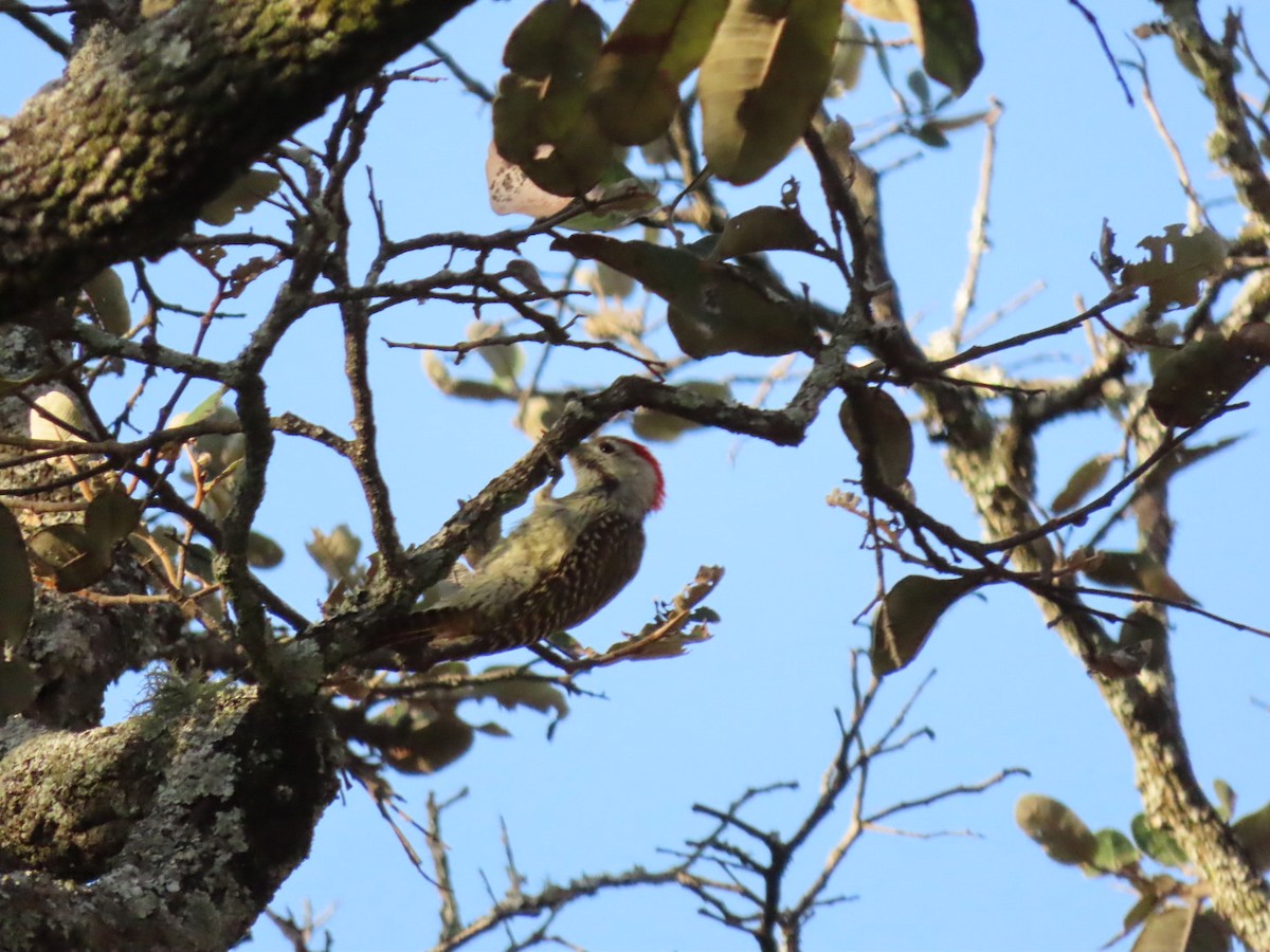 Cardinal Woodpecker - ML450792831