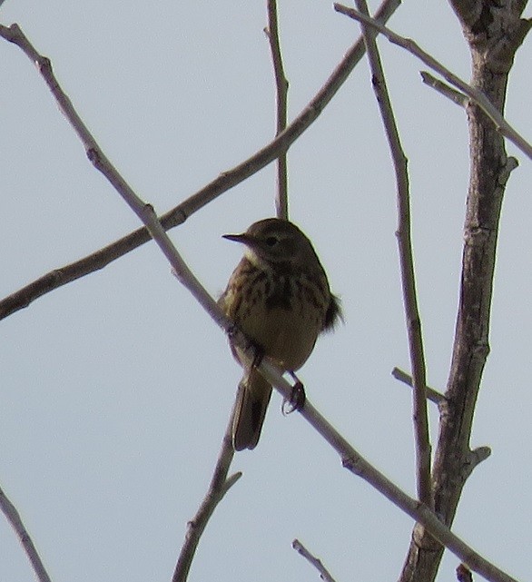 American Pipit - Anne (Webster) Leight