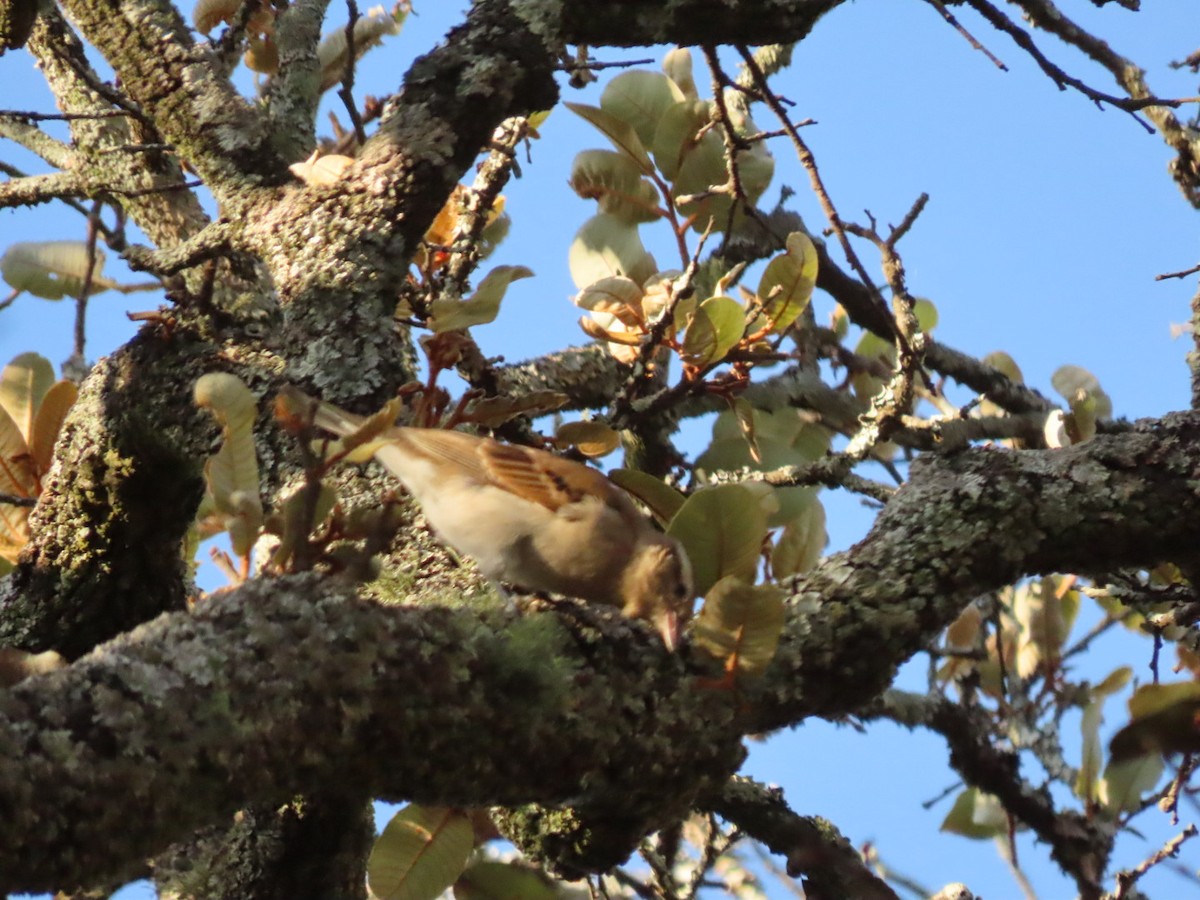 Yellow-throated Bush Sparrow - ML450793921