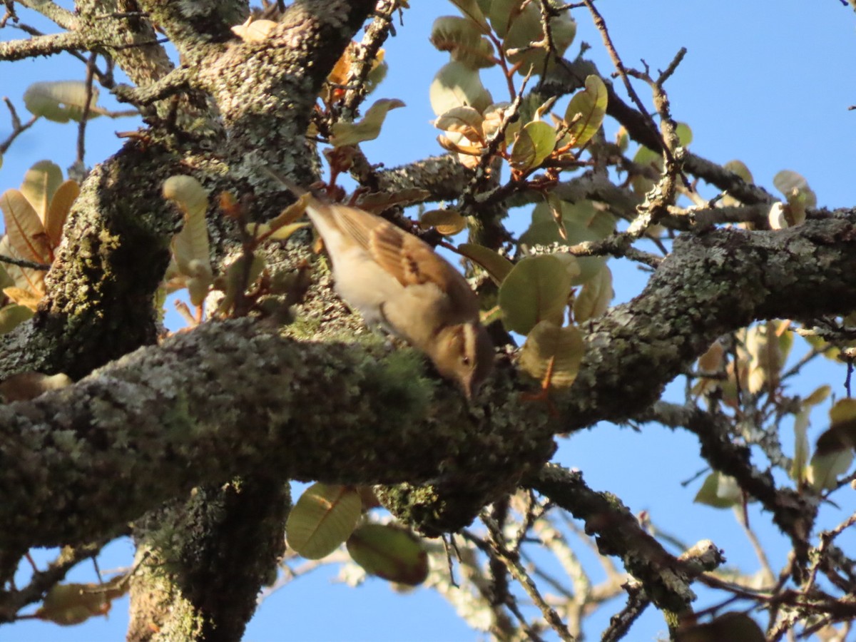 Yellow-throated Bush Sparrow - ML450794021