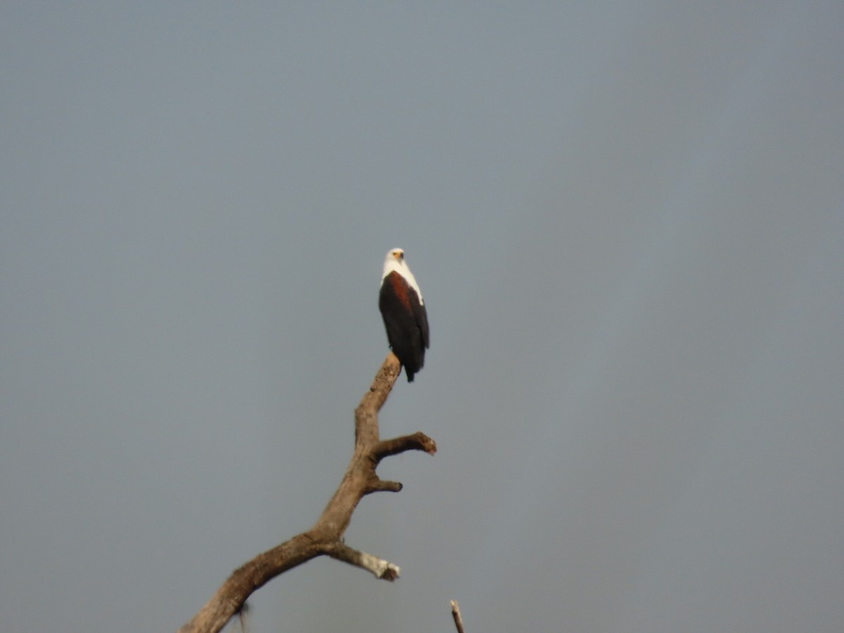 African Fish-Eagle - ML450795281