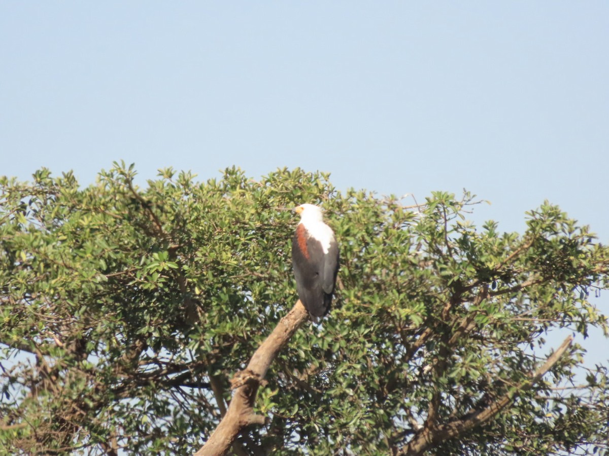 African Fish-Eagle - ML450795301