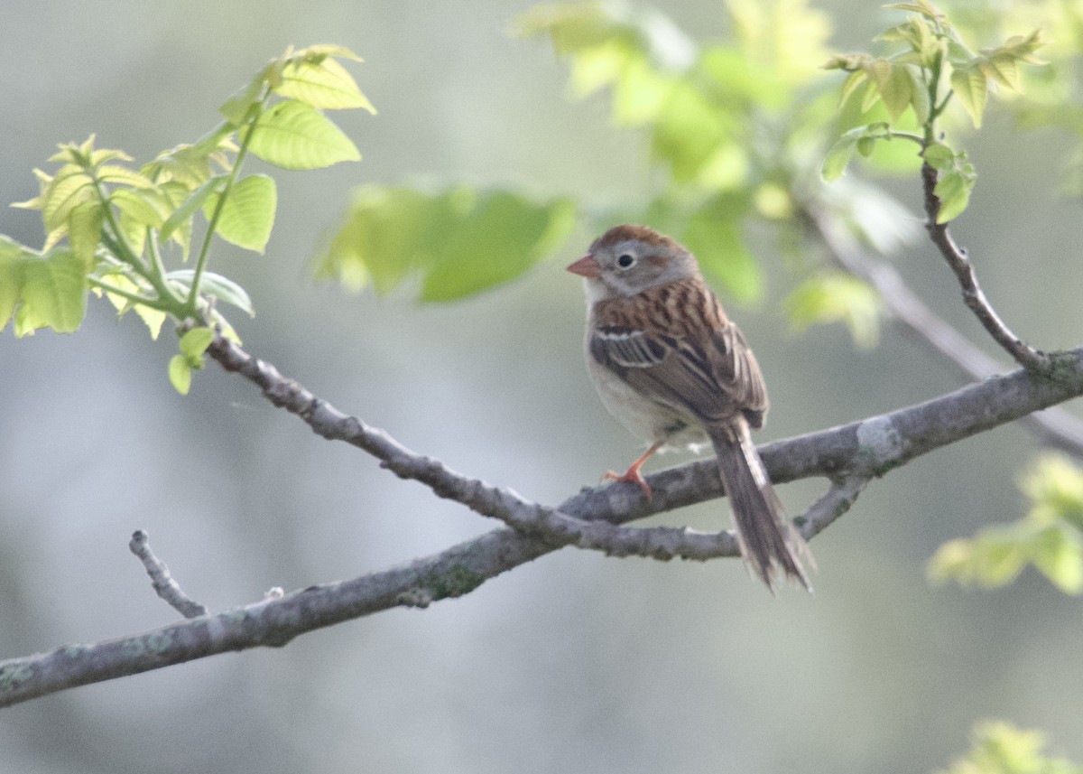 Field Sparrow - Kanayo Rolle