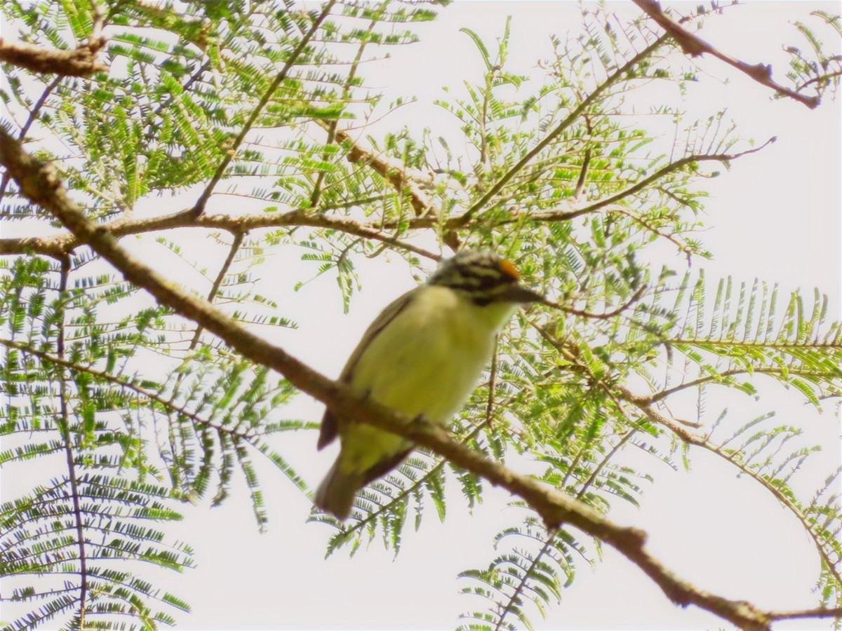 Yellow-fronted Tinkerbird - Lloyd Nelson