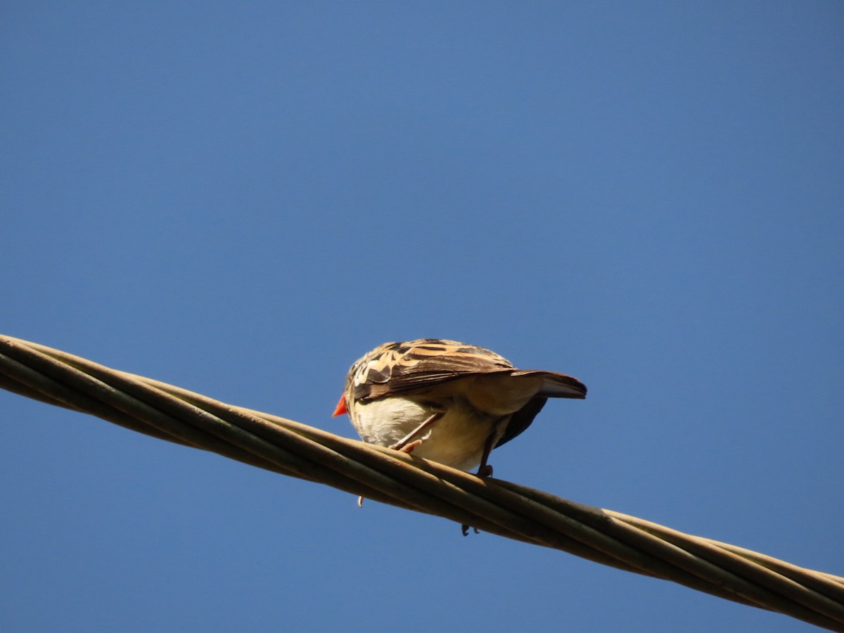 Pin-tailed Whydah - ML450800211